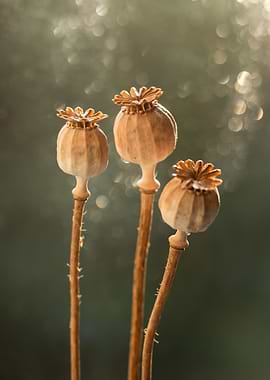 Three Dried Poppy Seed Pods