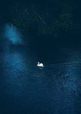 Swan swimming in dark water