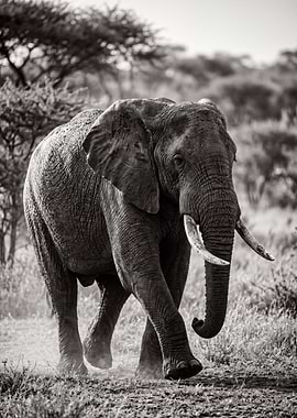 Elephant walking in the savanna