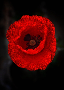 Crimson Poppy — Scarlet Botanical Flame