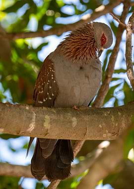 Speckled Pigeon perched on a branch
