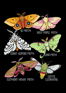 Moth Species Insects Lover Men Moths