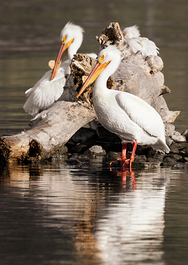 Pelicans on Driftwood