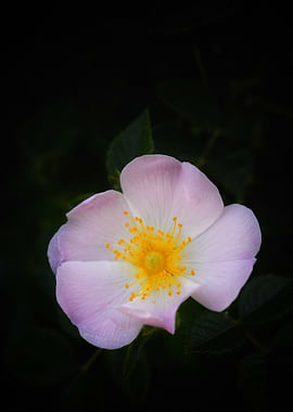 Blush Petal — Soft Wild Rose Bloom