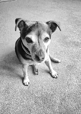 My pet in its favourite home