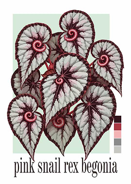 Pink Snail Rex Begonia Plant