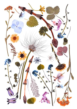Assortment of Dried Flowers and Plants