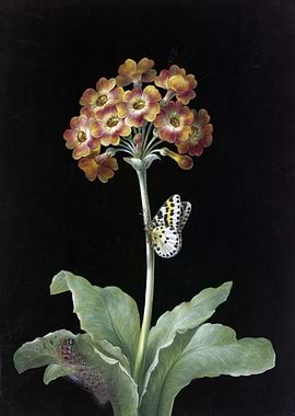 Primrose with Butterfly and Caterpillar