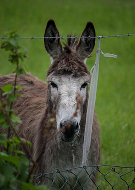 Donkey Peeking Through Fence
