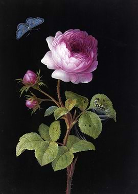 Rosa Rose with a spinning caterpillar and blue butterfly