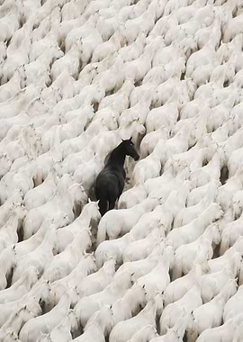Black horse among white horses