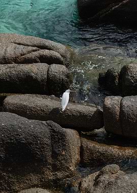 White Egret on Rocky Shoreline