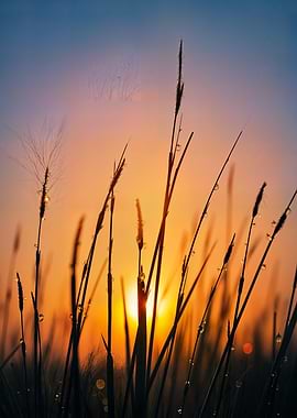Sunrise over tall grass with dew drops