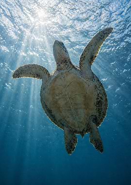 Sea Turtle Swimming in Sunlit Ocean