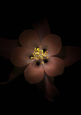 Dark Red Flower