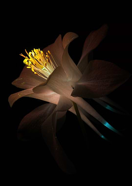Glowing Columbine Flower