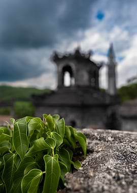 Green Plant on Stone Wall with Castle Background