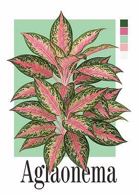 Aglaonema Plant Illustration