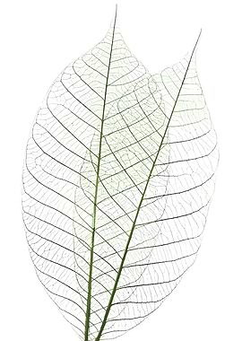 Skeletonized Leaves