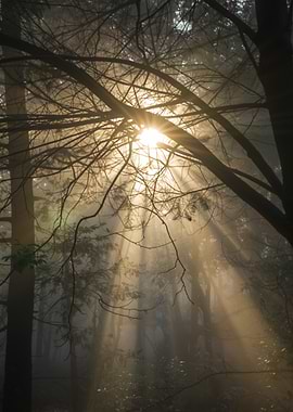 Sunbeams through forest branches