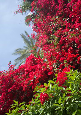 Vibrant Red Bougainvillea and Palm Tree