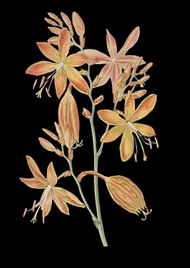 Orange Flowers on Black Background