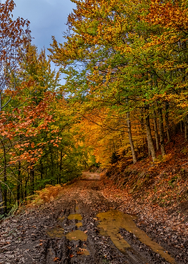 Autumn Path Through the Forest