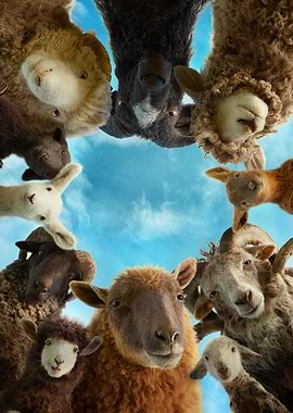 Flock of Sheep Looking Down