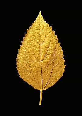 Golden Leaf on Black Background