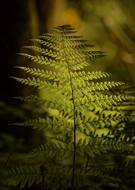 Emerald Fern — Forest Light Whisper