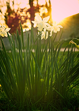 Daffodils in Golden Hour Sunlight in front of medieval wall