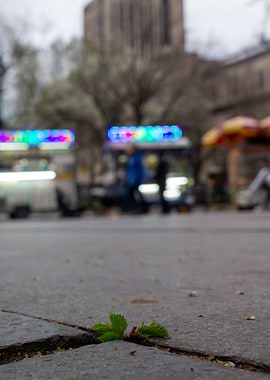 Urban Resilience