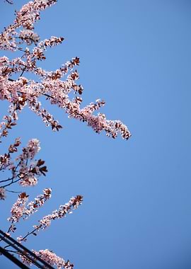 Cherry Blossoms