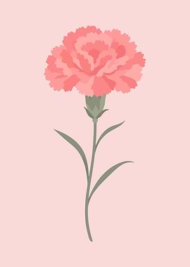 Pink Carnation Flower