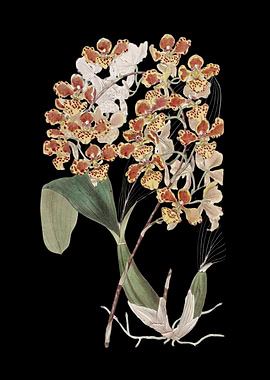 Orchid Botanical Illustration