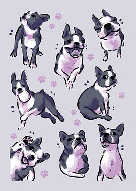 Boston Terrier Love