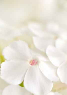 Close-up of White Flowers