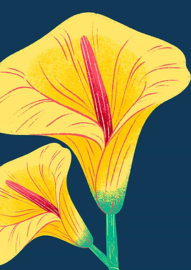 Yellow Calla Lilies on Dark Blue Background