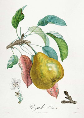 Vintage Pear Illustration
