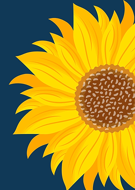 Close-up of a Sunflower