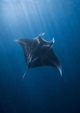 Manta Ray Swimming in Blue Ocean