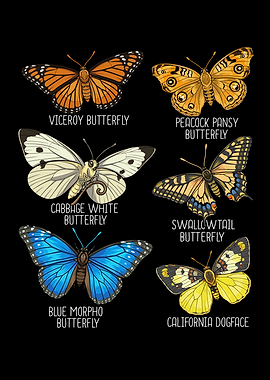 Collection of Butterflies Species Insects Viceroy Butterfly