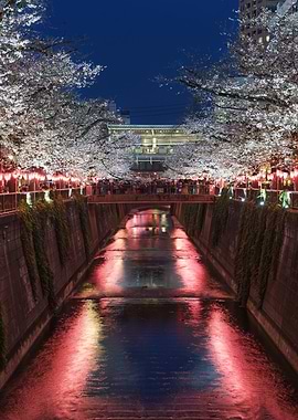 Tokyo Meguro Cherry Blossoms Over a Canal at Night