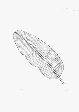 Pencil Drawing of a Banana Leaf