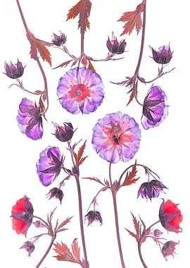 Pressed Flowers and Buds