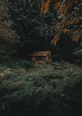 Rustic cabin in a dense forest