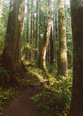 Sunlit Forest Path with Ferns