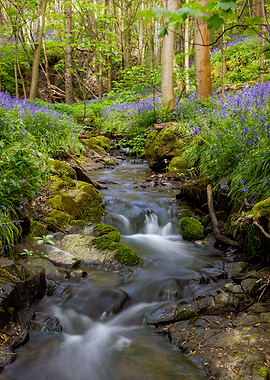 Enchanted Forest Stream with Bluebells