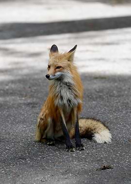 Red Fox - Curious Visitor