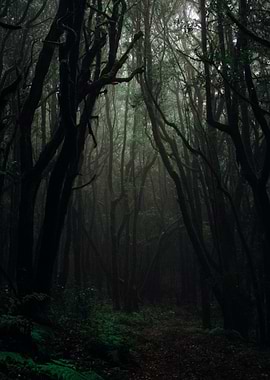 Misty Forest Path